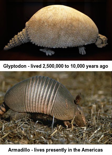 glyptodon