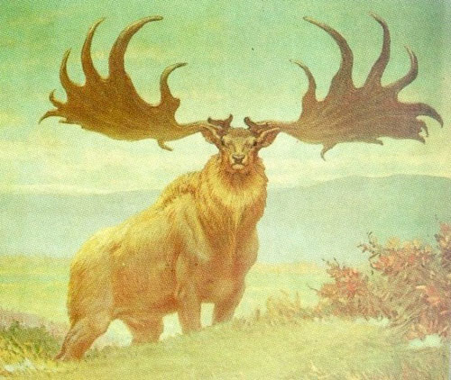 elk