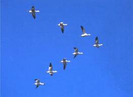 Snow geese flying in formation